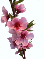Peschi in fiore