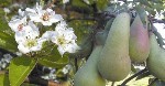 Pere in fiore
