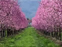 Alberi in fiore